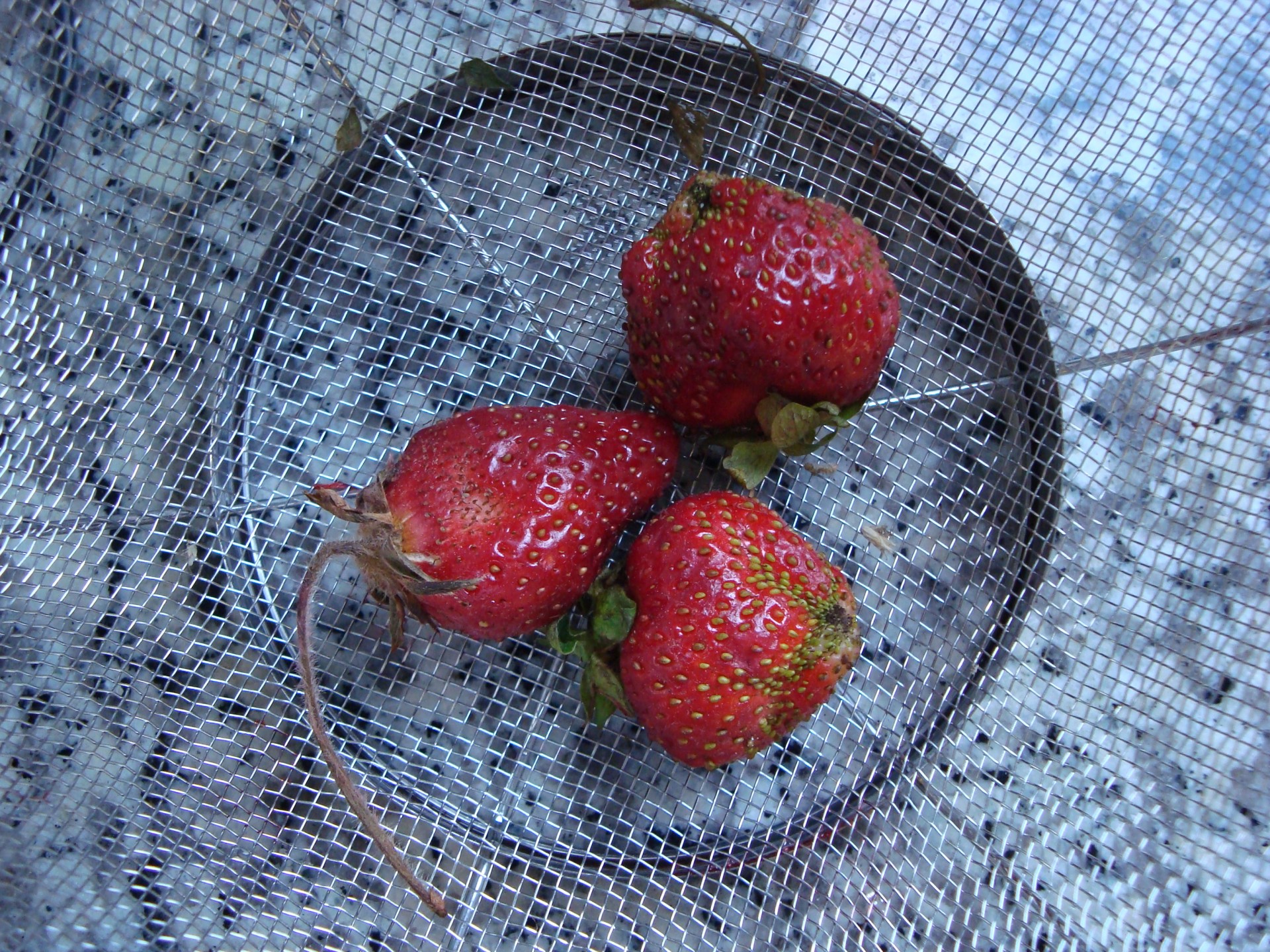 strawberry strawberries three free photo
