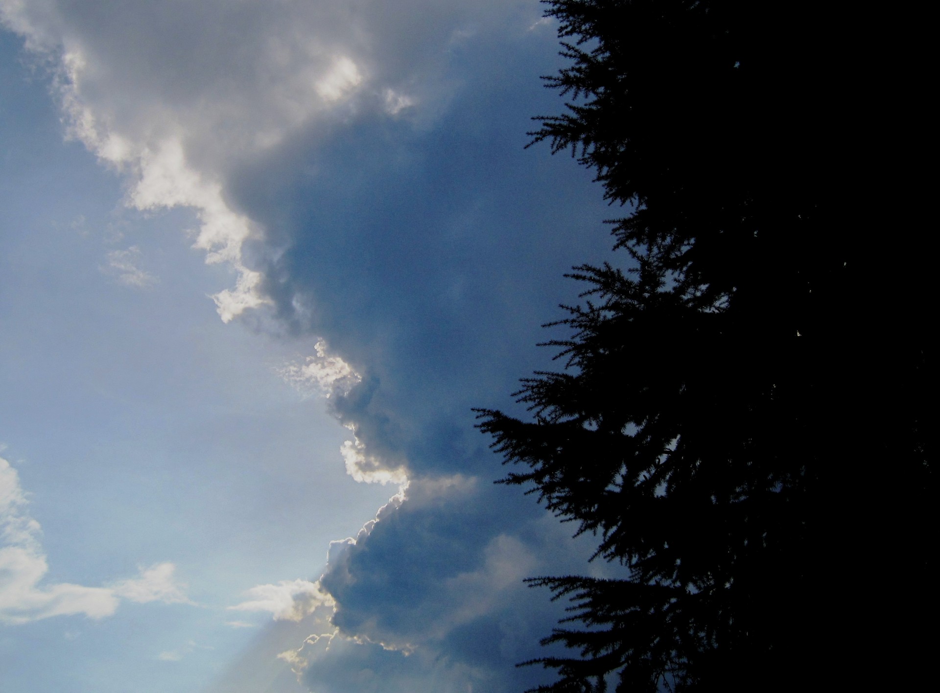 light blue sky dark cloud silhouette tree free photo