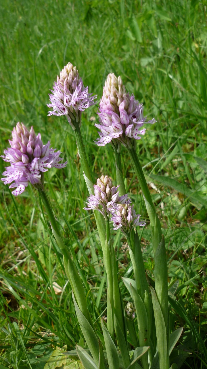 three-toothed orchid orchis german orchid rarely free photo