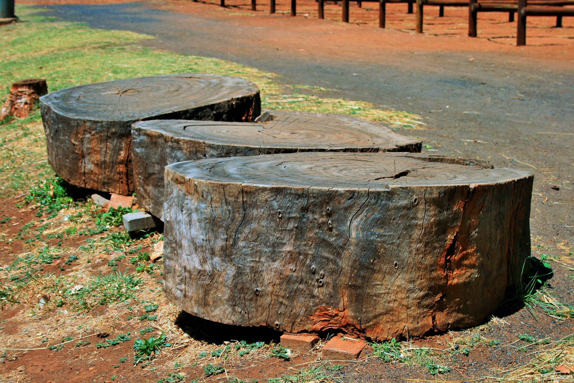 tree trunk cut free photo