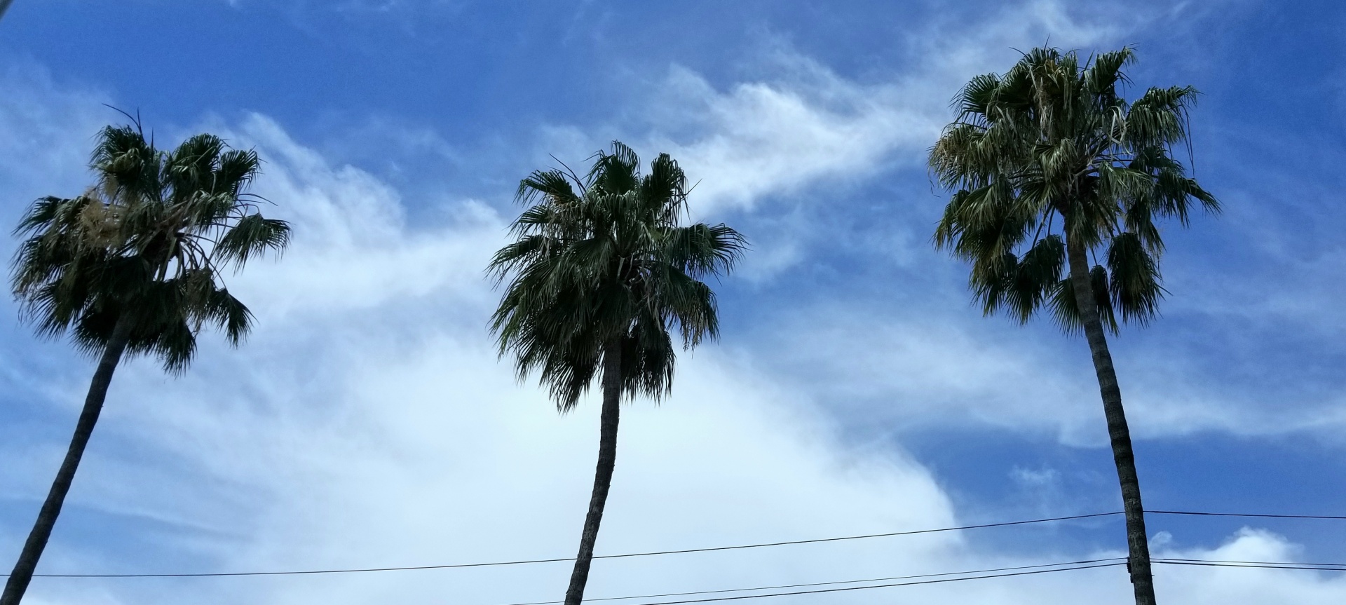 palm trees three sky free photo