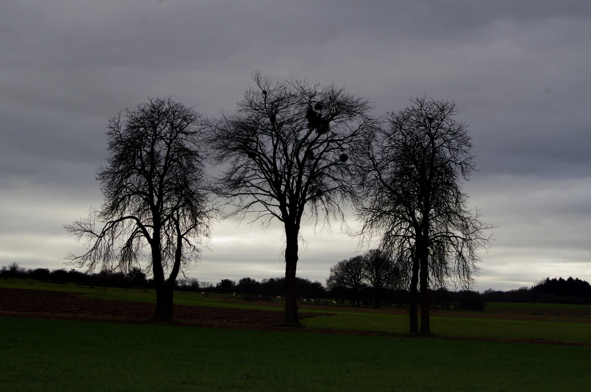 three tree silhouette free photo
