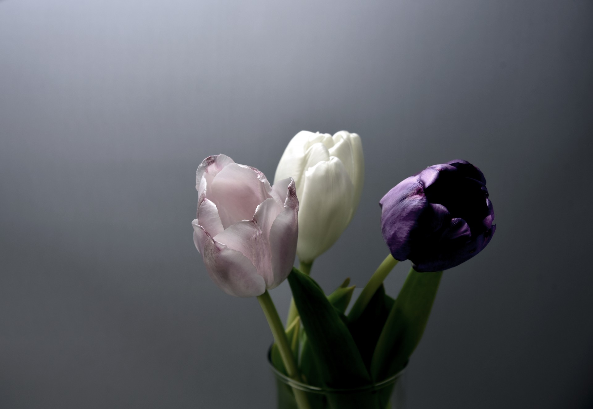 three tulips purple free photo