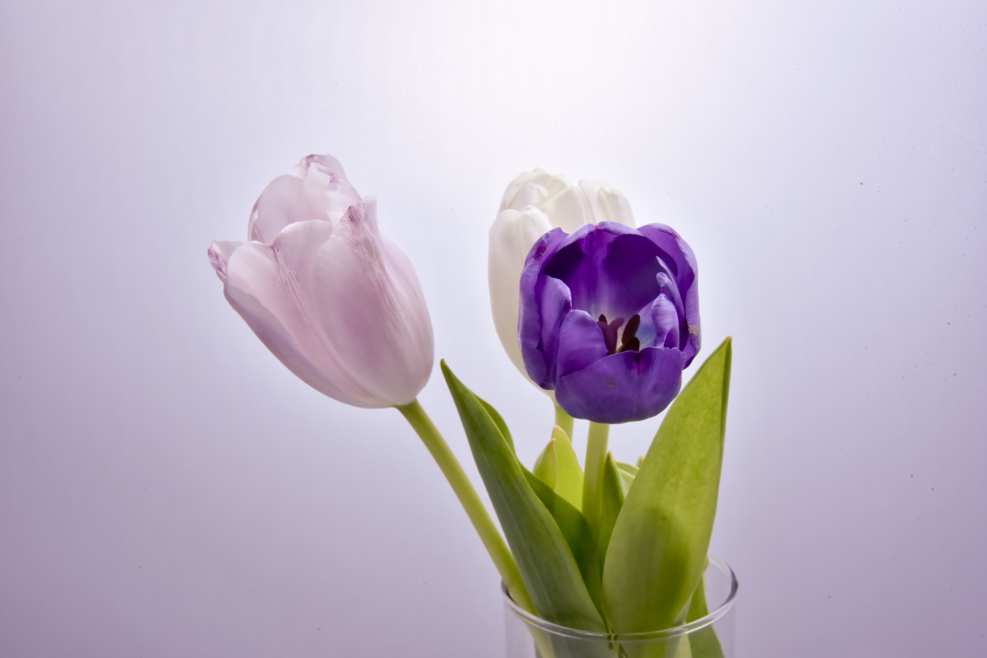 three tulips purple free photo