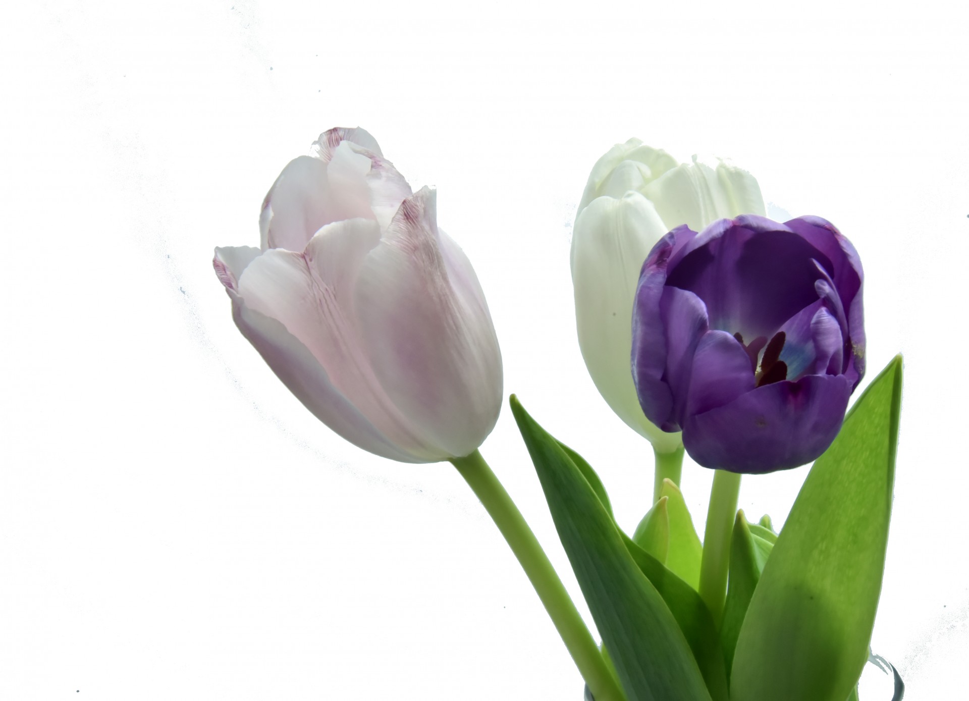 three tulips purple free photo
