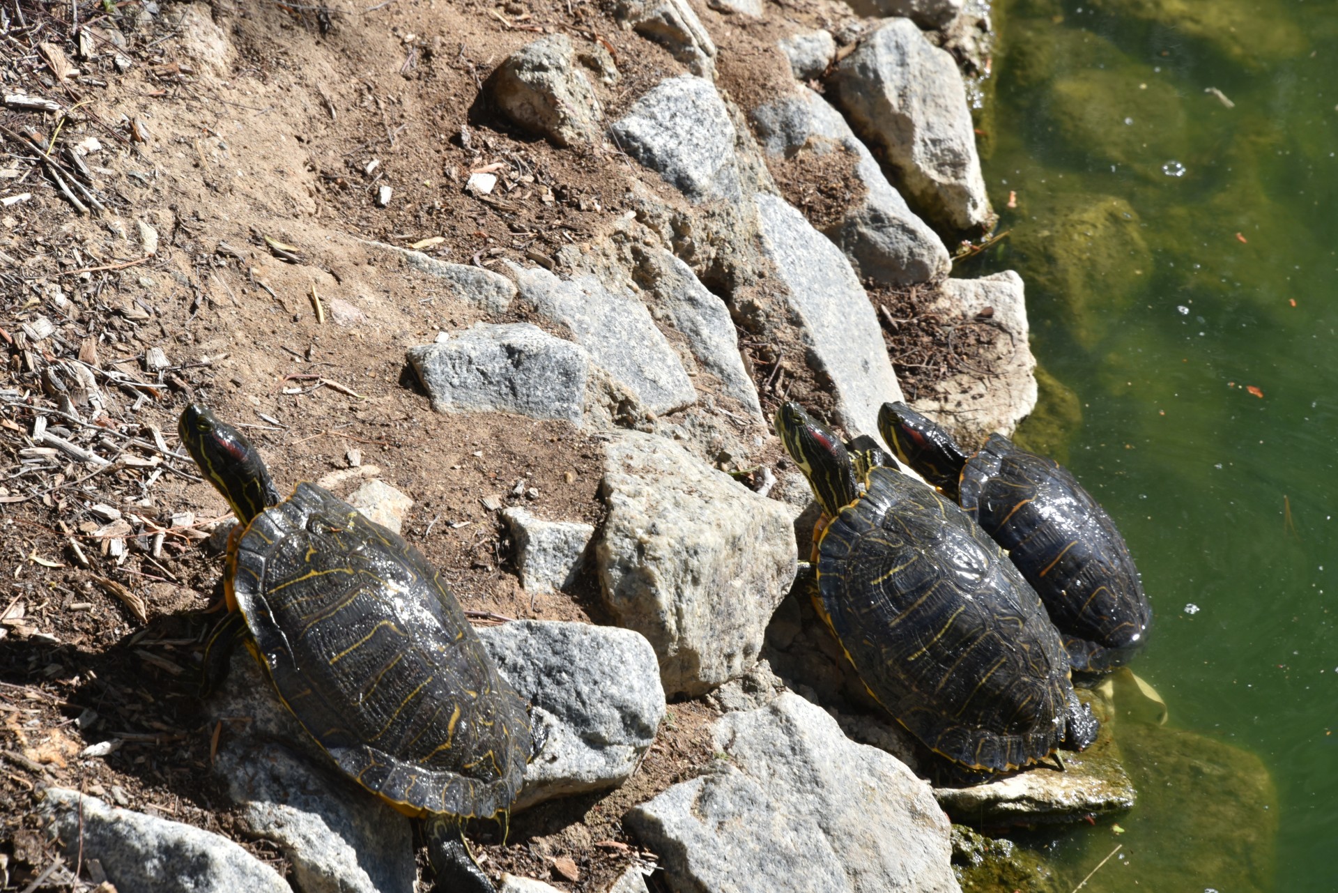 turtles sun sunbathing free photo