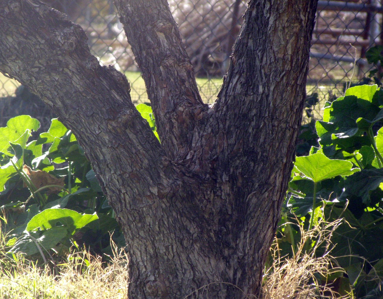 tree trunk three free photo