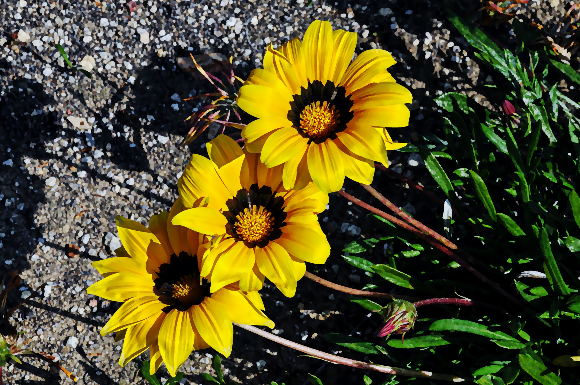 flower flowers yellow free photo