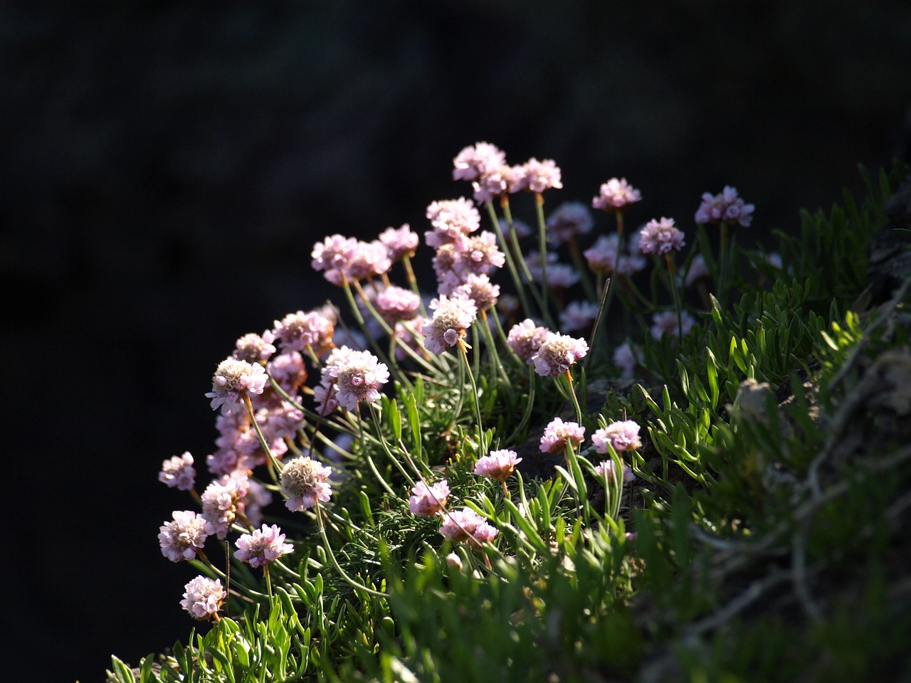 thrift flower cliff free photo