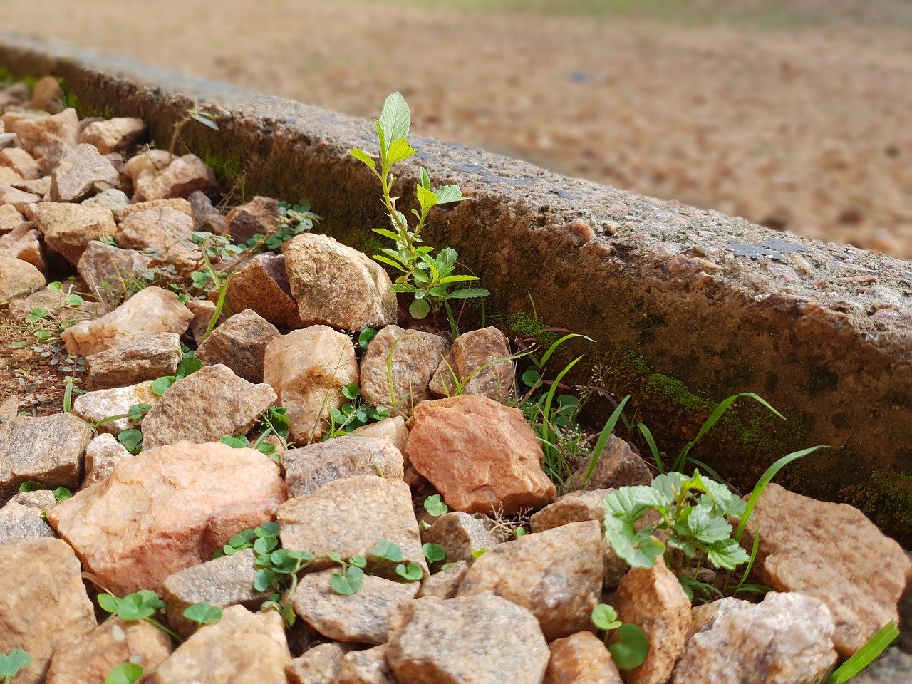 thriving  plant  grow free photo