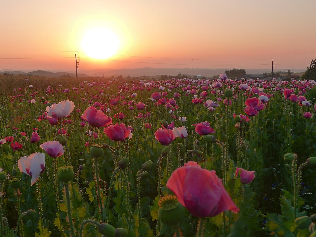 thriving mohnfeld sunset summer free photo