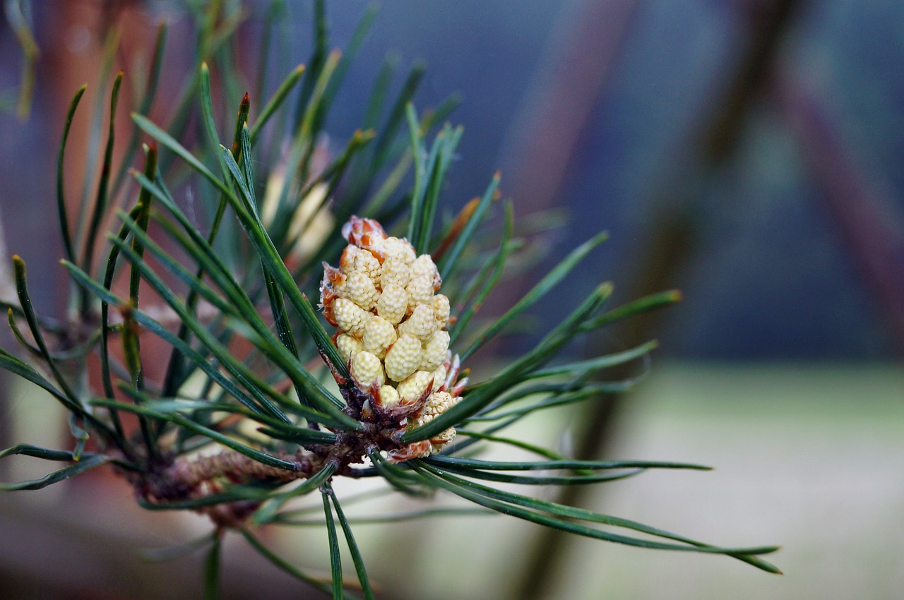 thriving pine tree close free photo