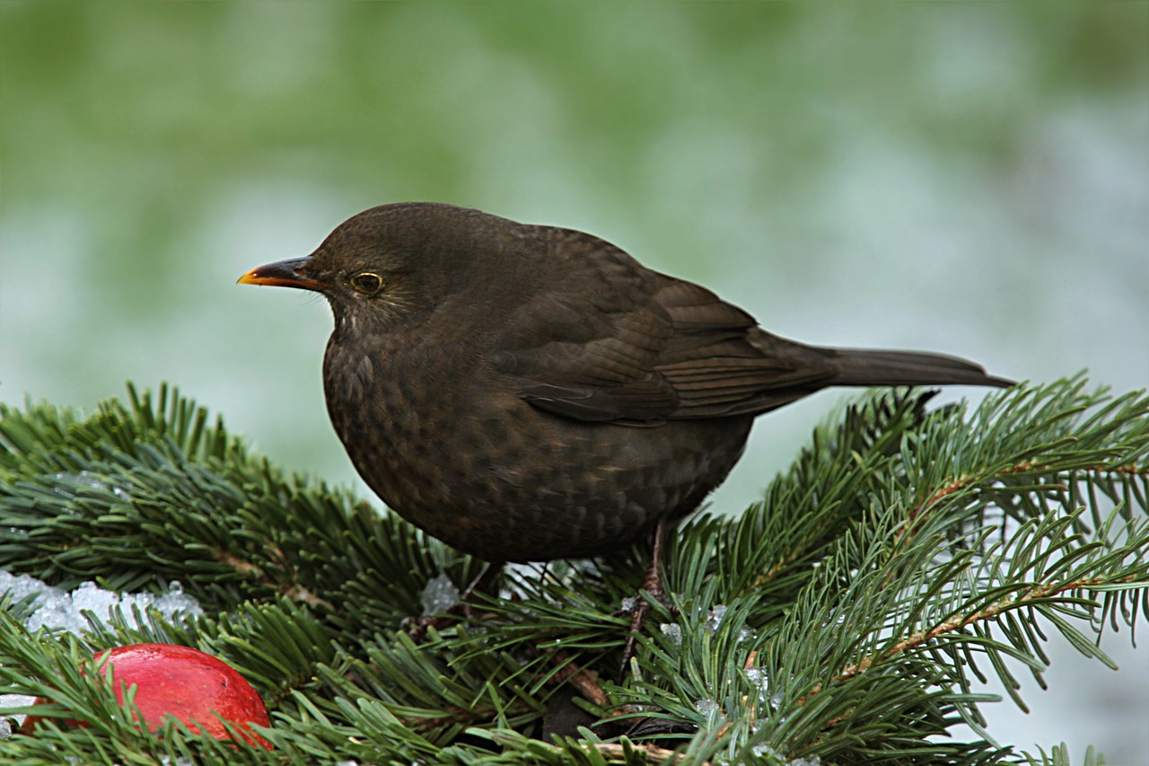 throttle turdus philomelos bird free photo