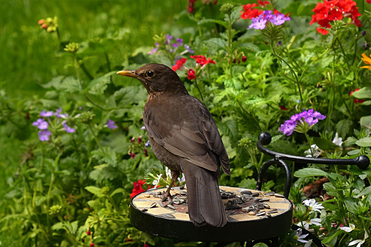 throttle turdus philomelos bird free photo