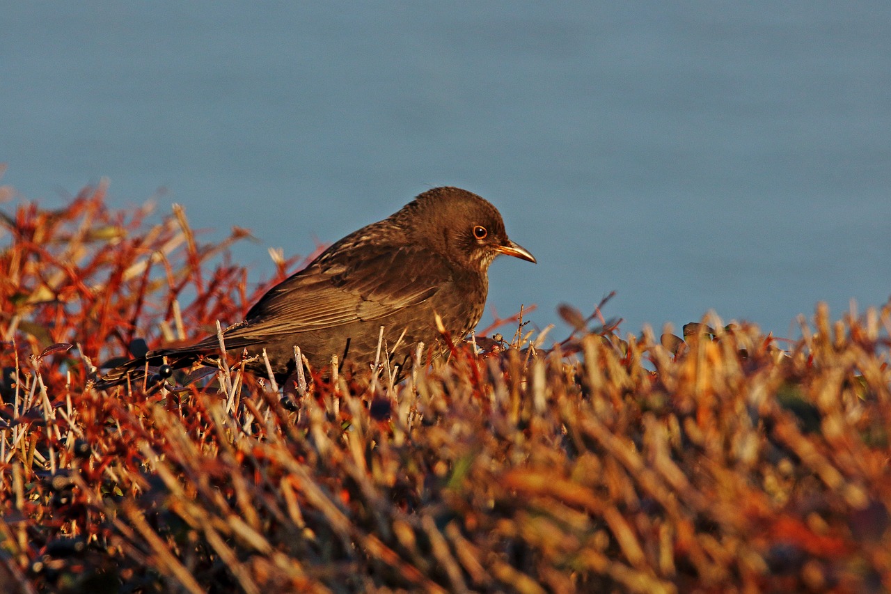 throttle songbird bird free photo