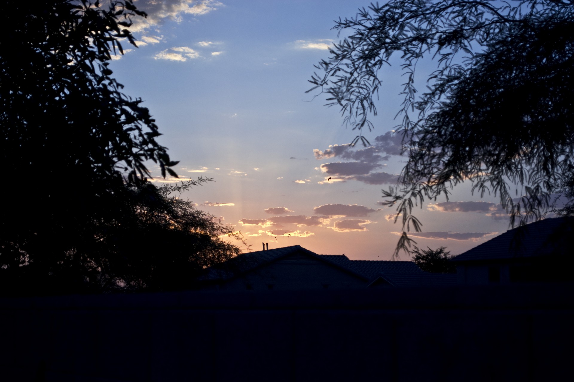 sunrise arizona trees free photo