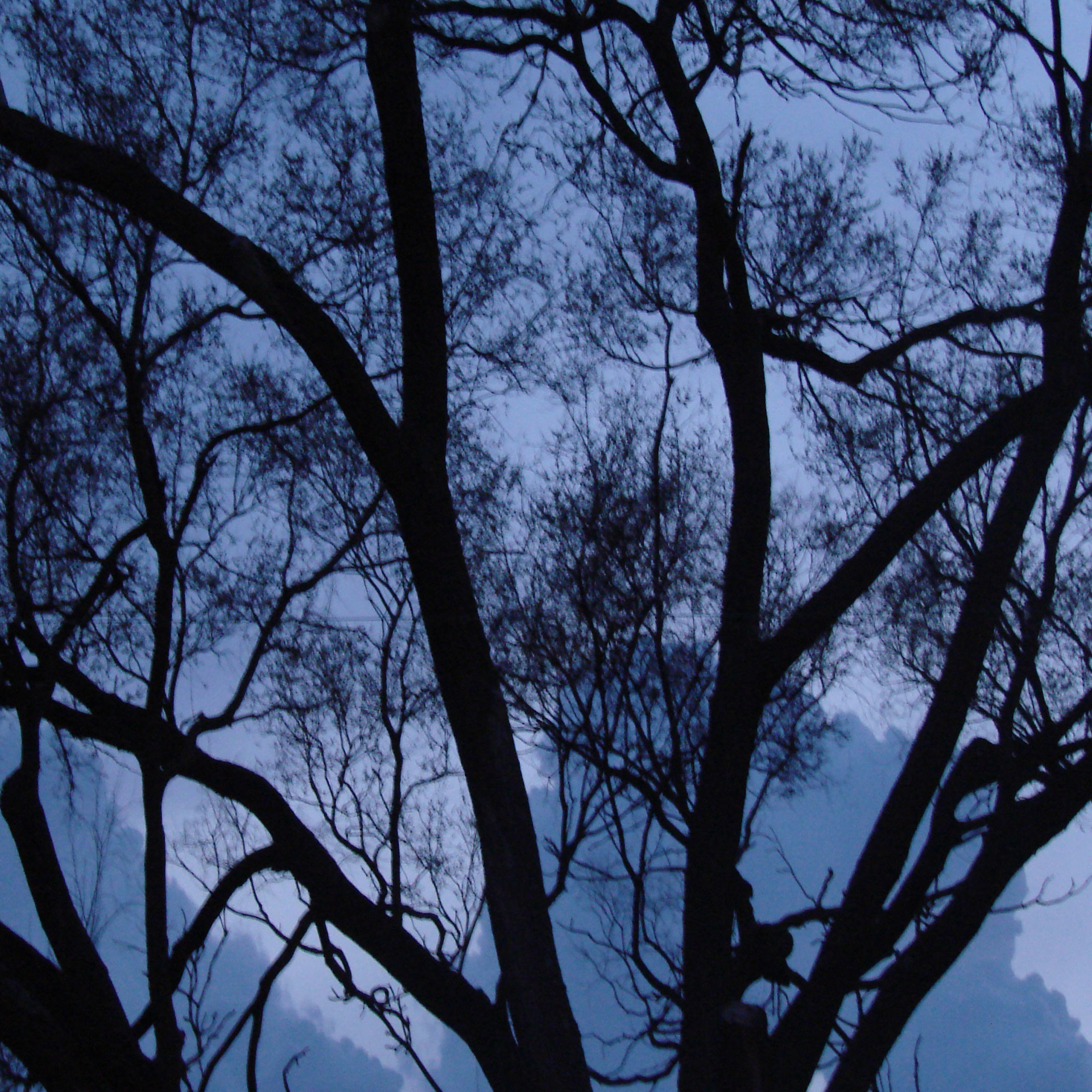 tree clouds blues free photo