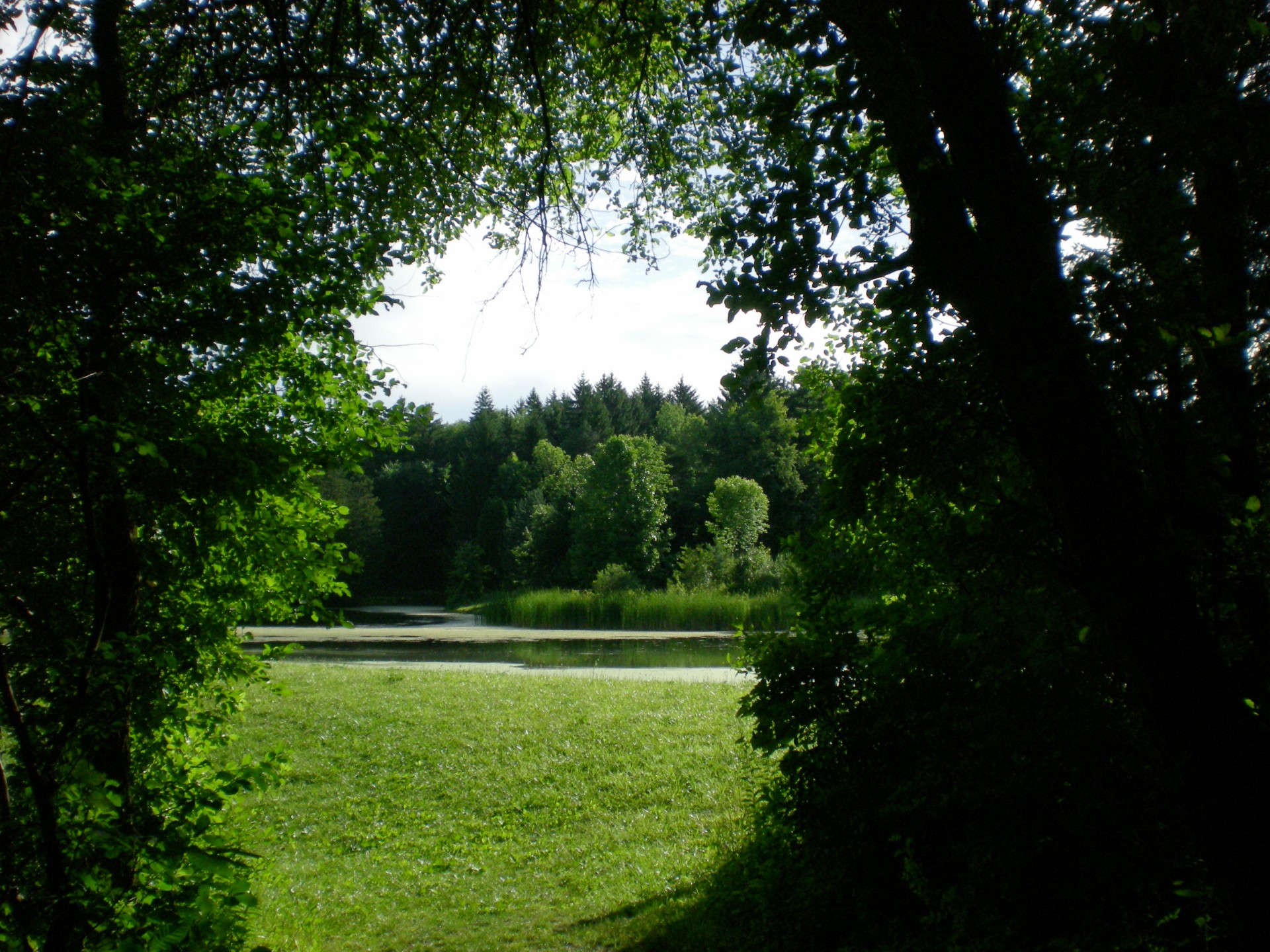 trees lake pond free photo