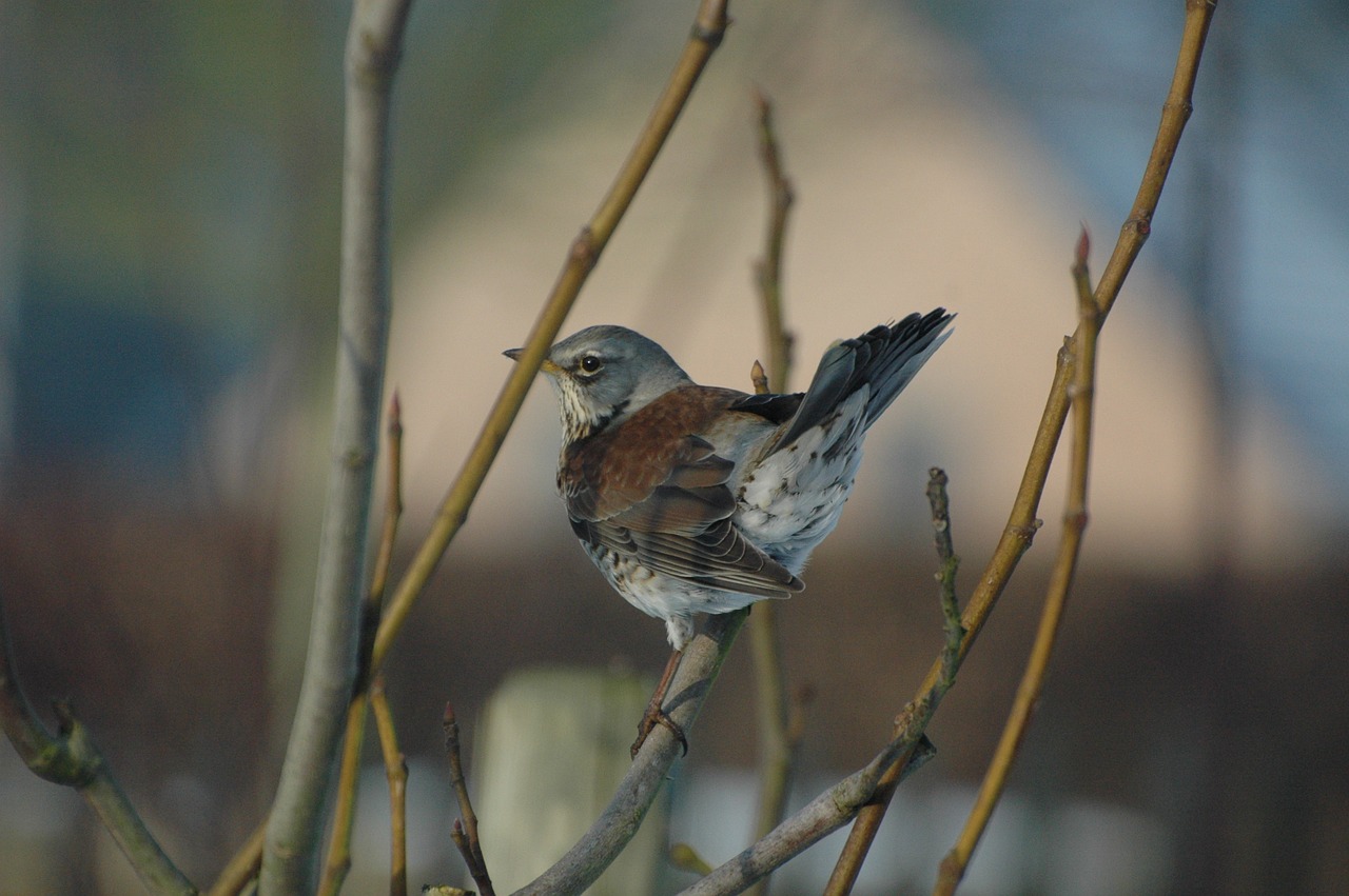 thrush garden tree free photo