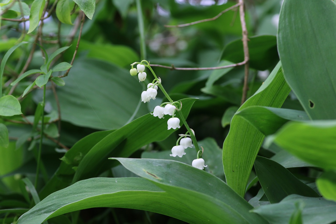 thrush may 1 flower free photo