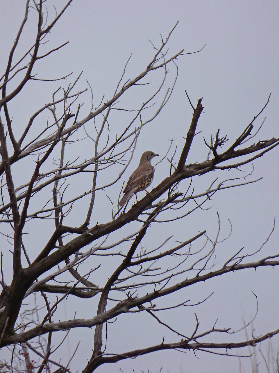 thrush branches dry tree free photo