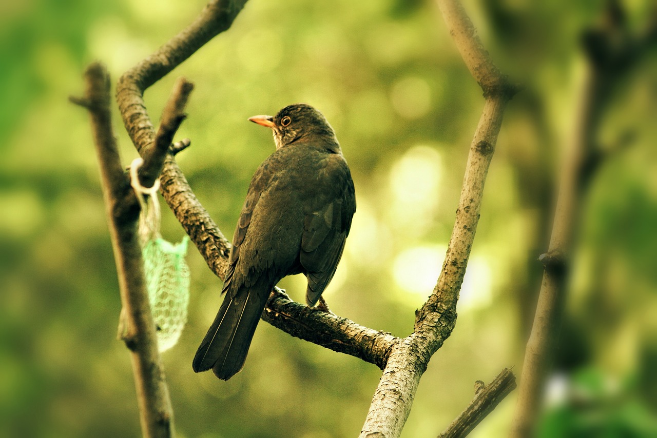 thrush garden bird free photo