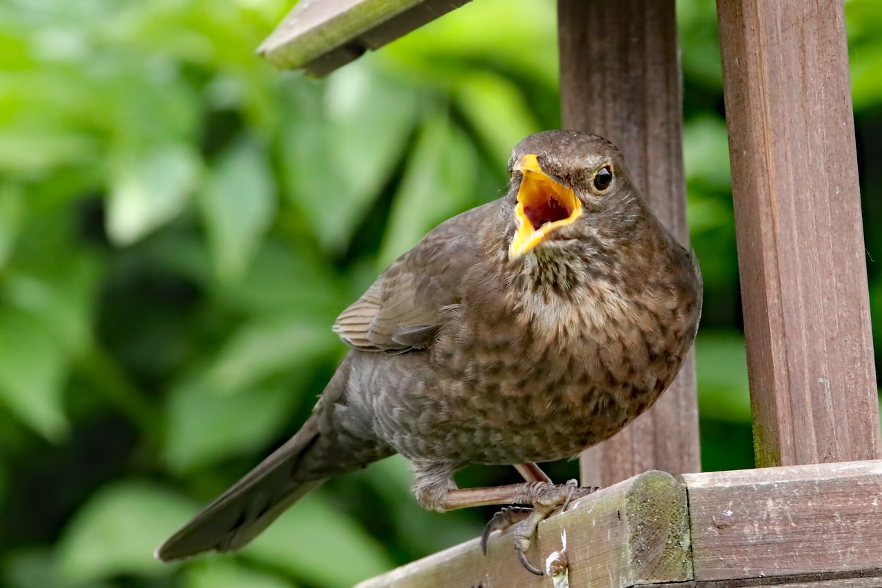 thrush bird wildlife free photo