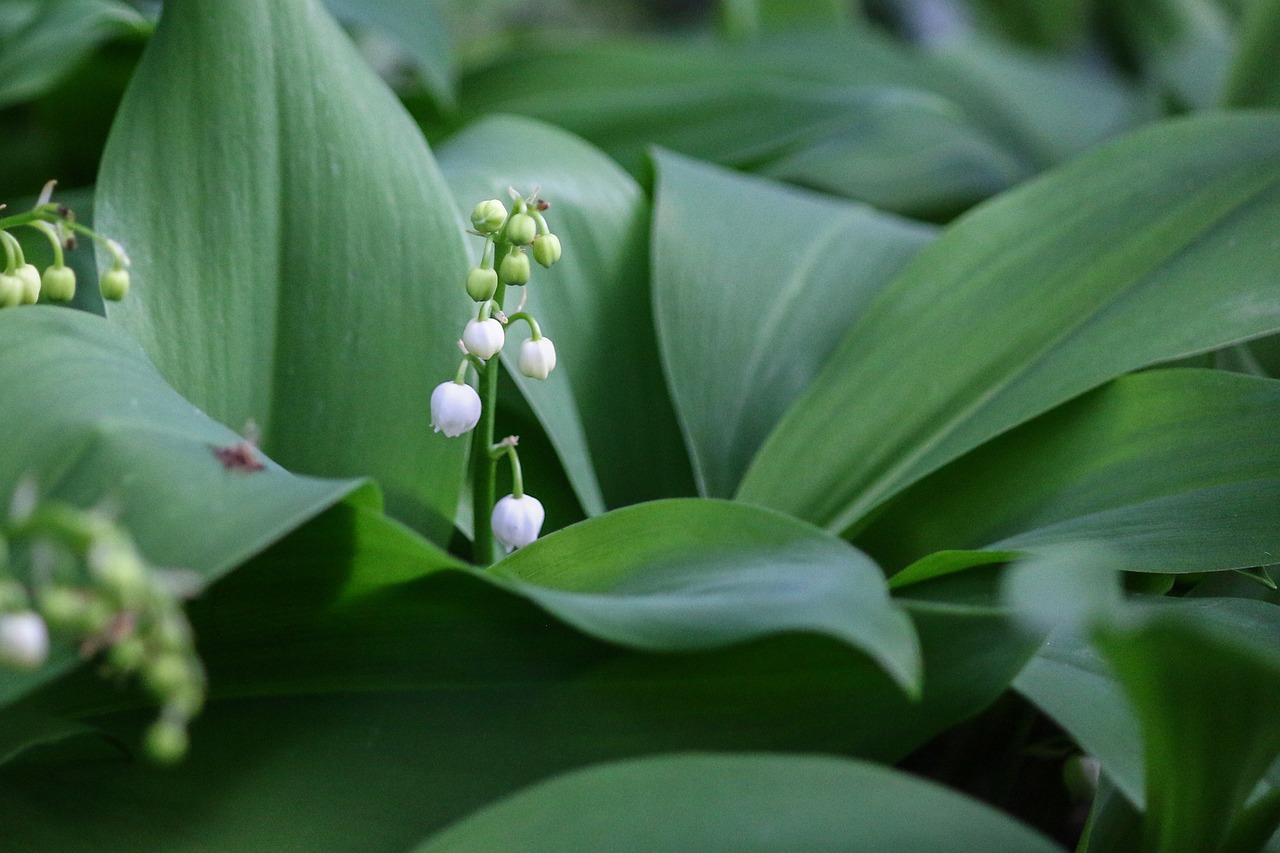 thrush flower bell free photo