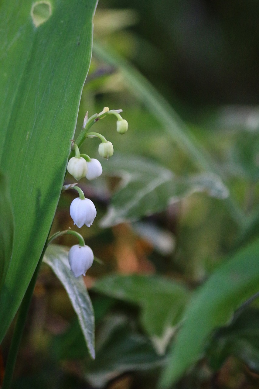 thrush flower bell free photo