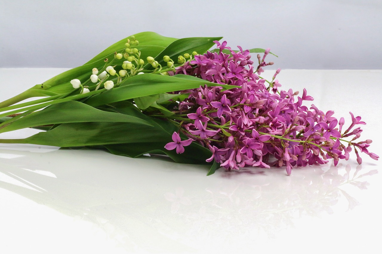 thrush lilac flower free photo