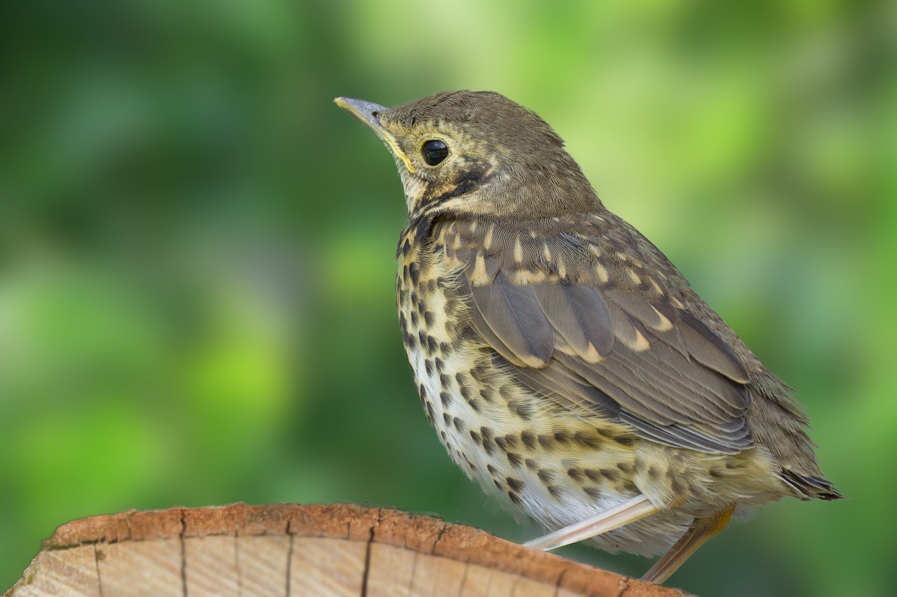 thrush bird grass free photo