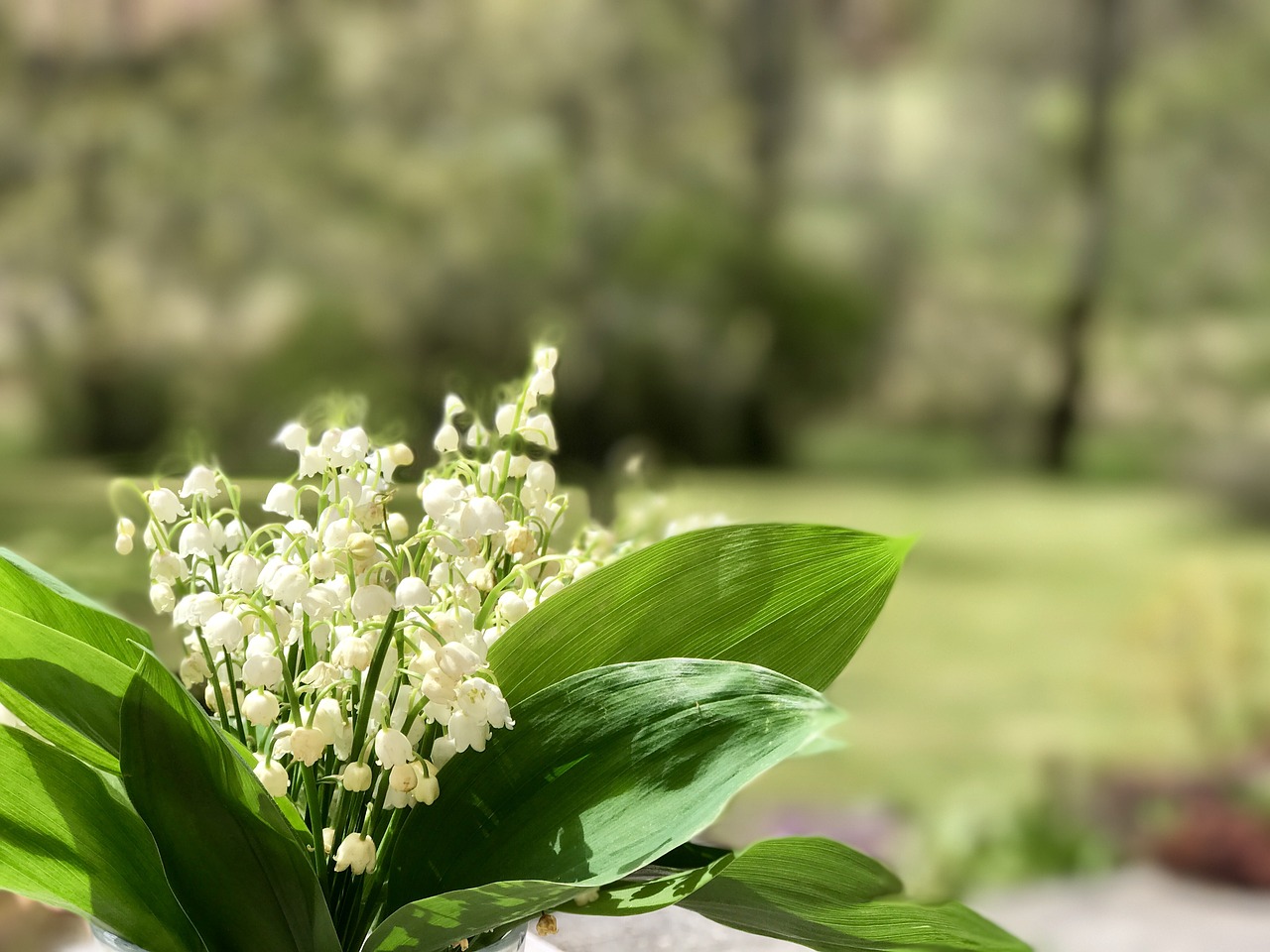 thrush flowers bell free photo