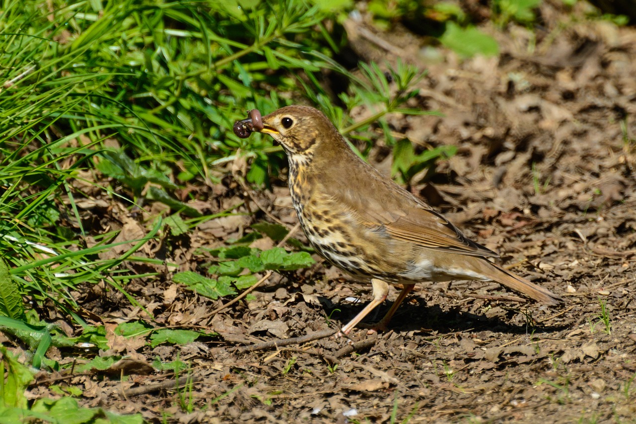 thrush bird songbird free photo