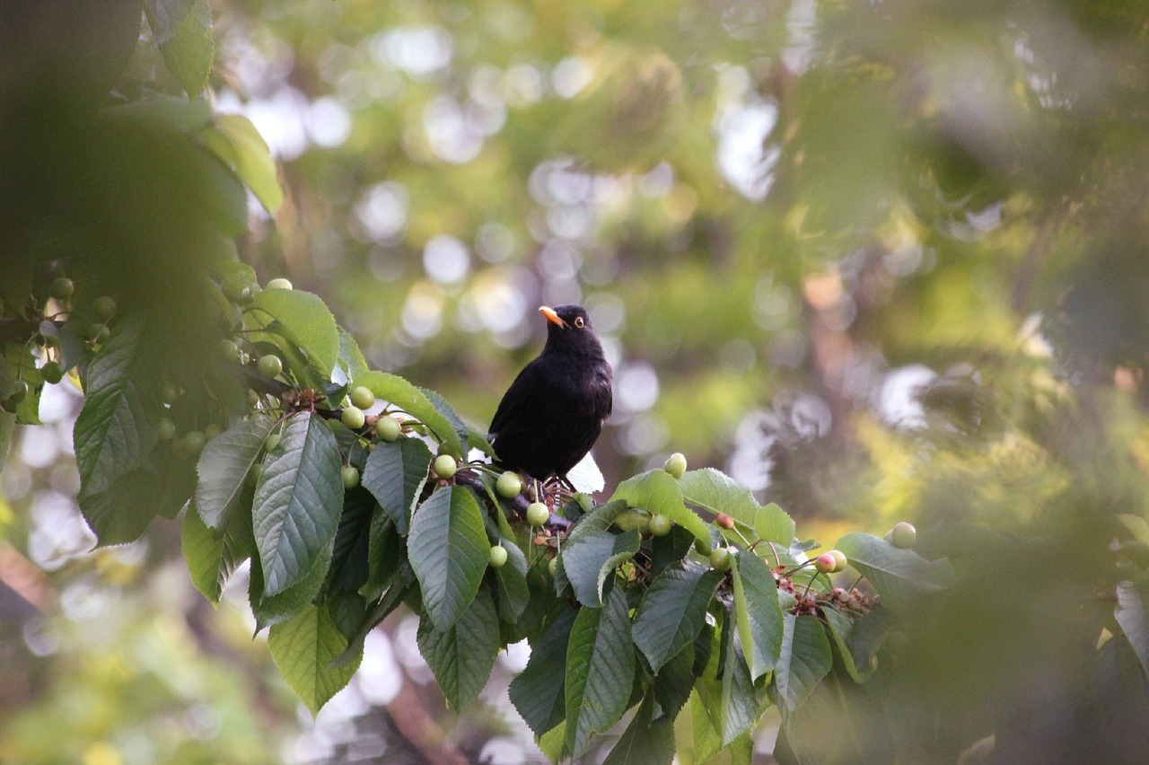 thrush bird songbird free photo