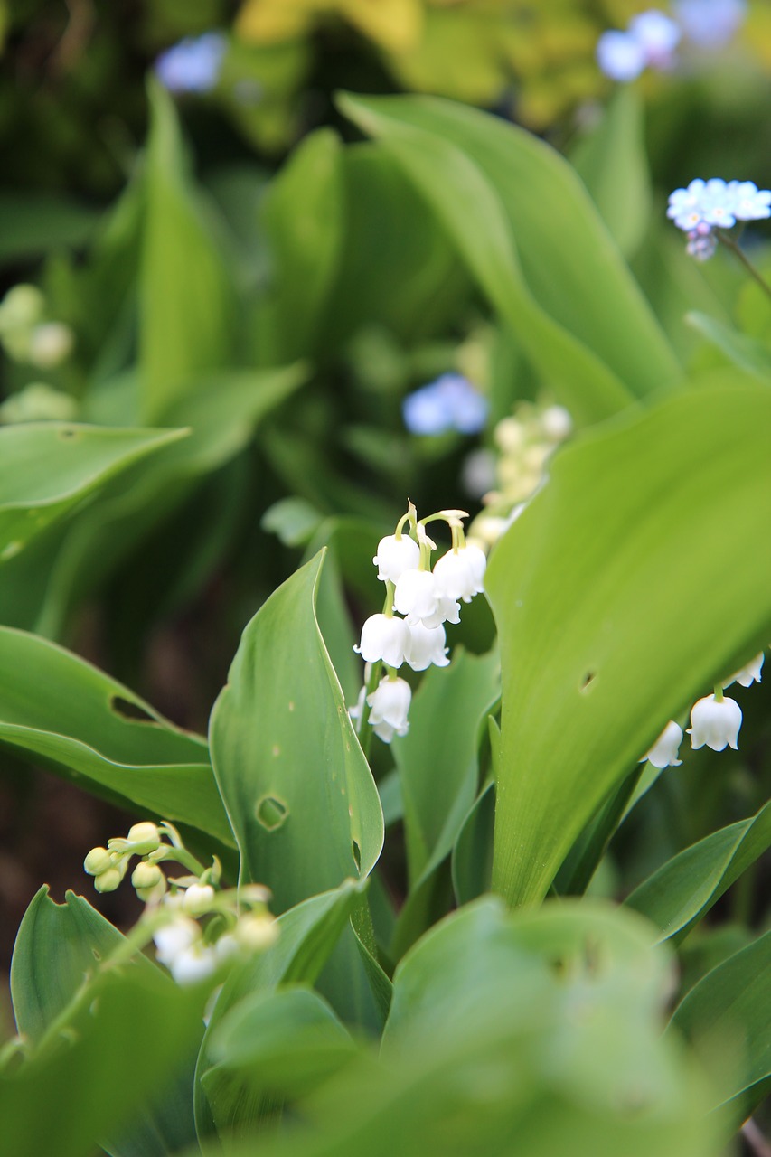 thrush  lily of the valley white  bell free photo