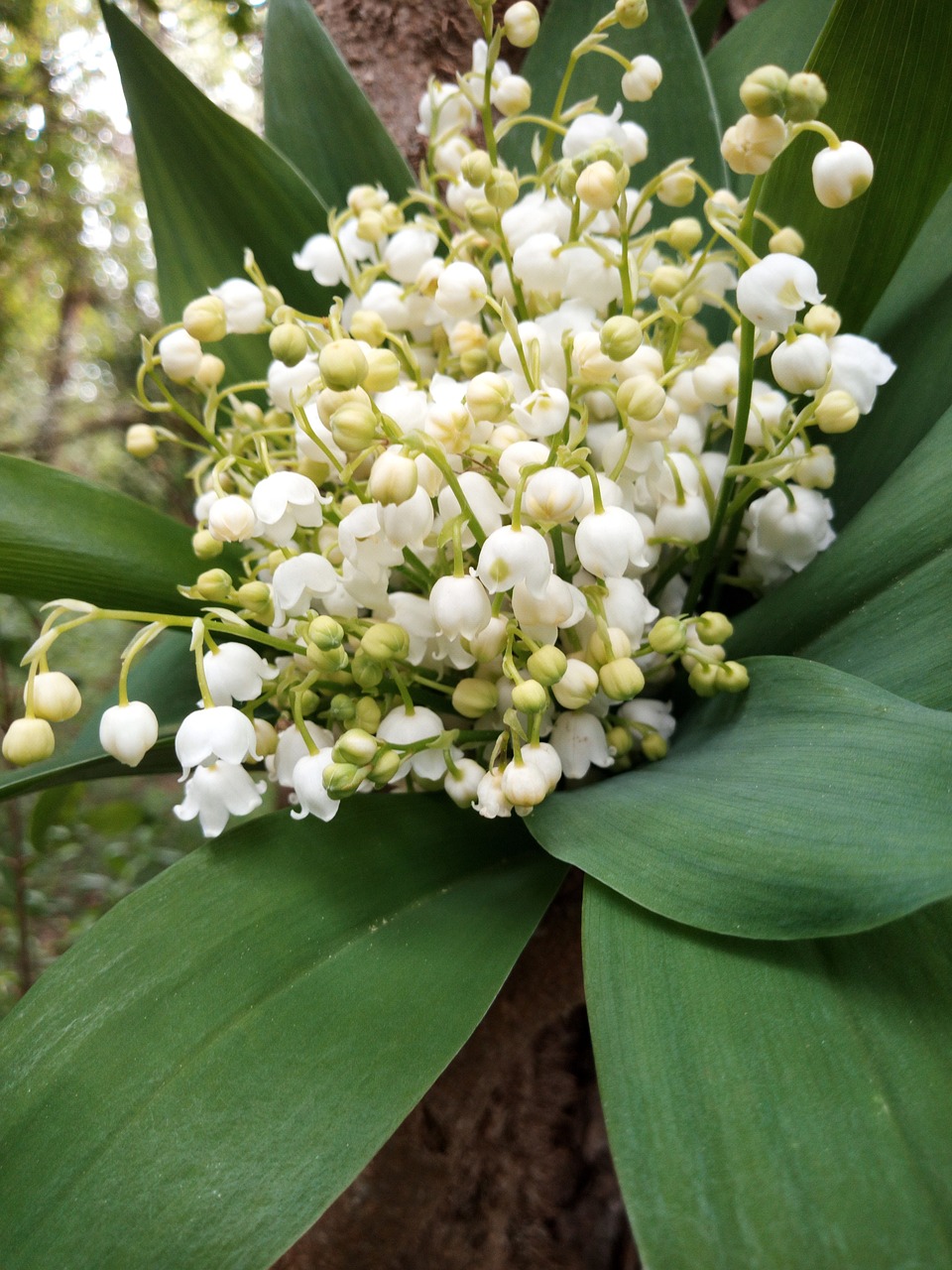 thrush  flower  nature free photo