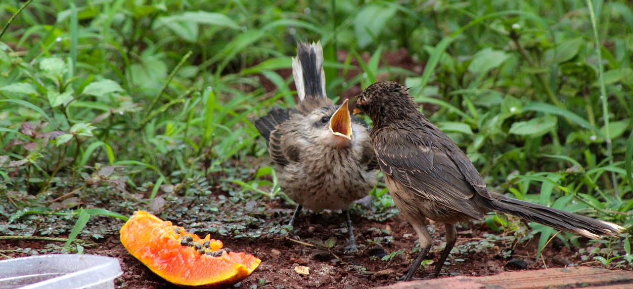 thrush  feeding the puppy  bird free photo