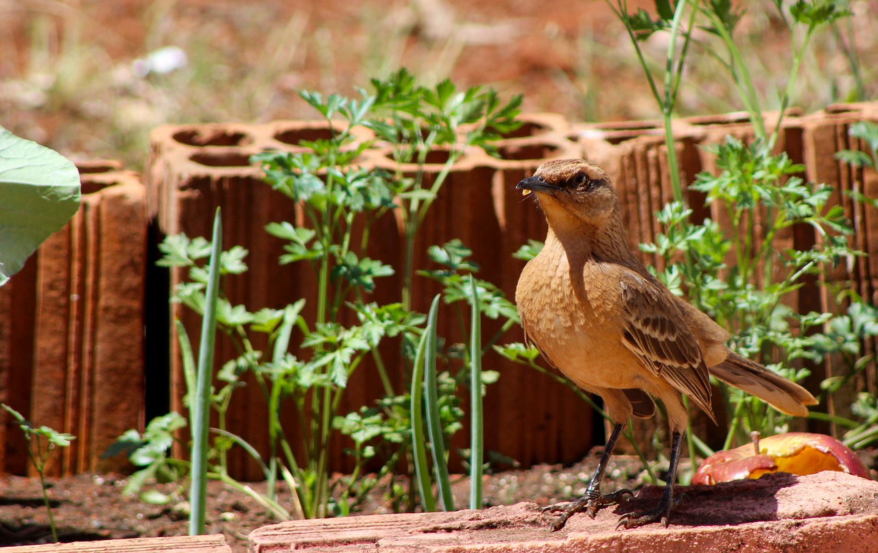 thrush  adult  bird free photo