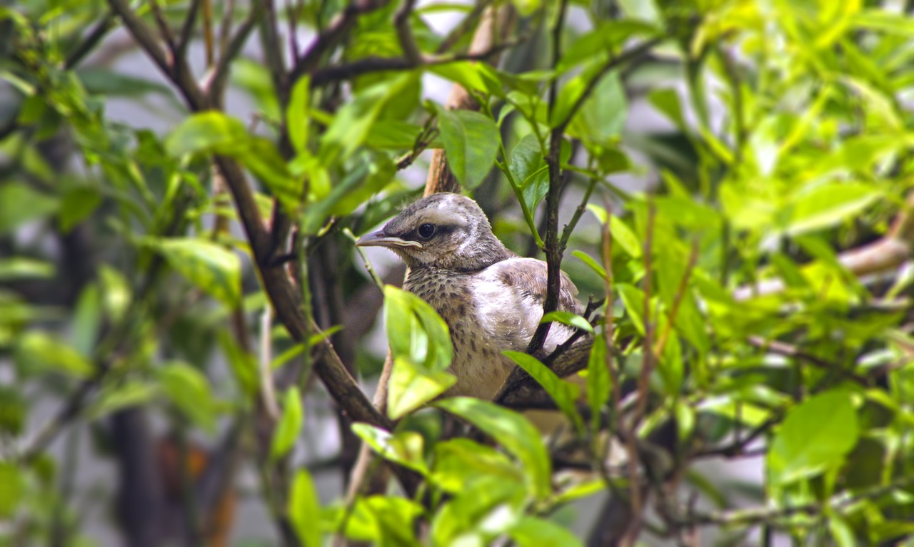 thrush  puppy  bird free photo