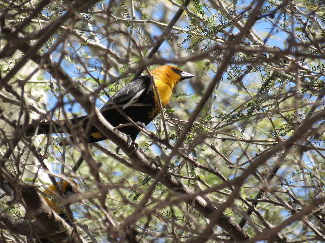 thrush  ave  bird free photo