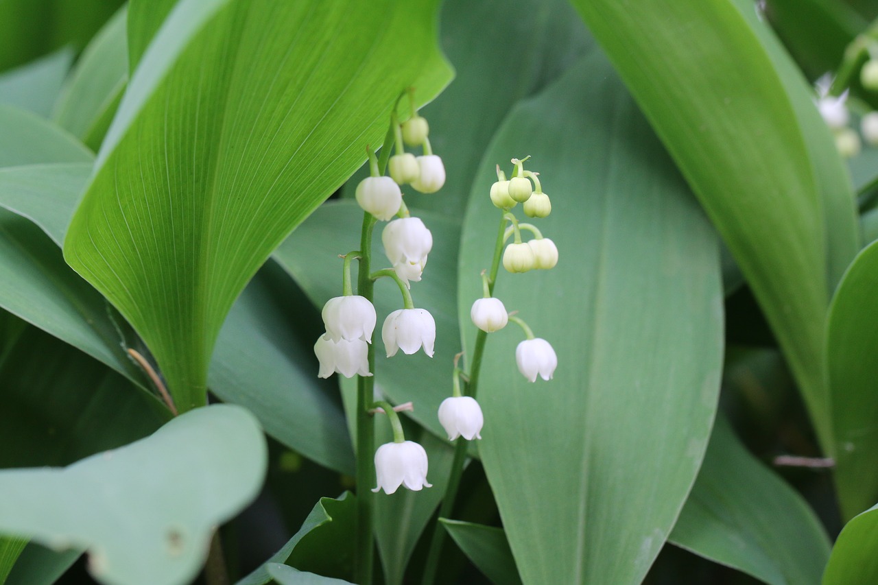 thrush  flowers  spring bulbs free photo