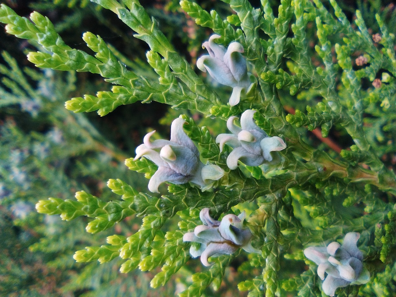 thuja foliage mag free photo