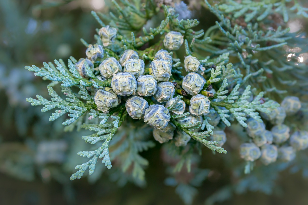 thuja tree of life tap free photo