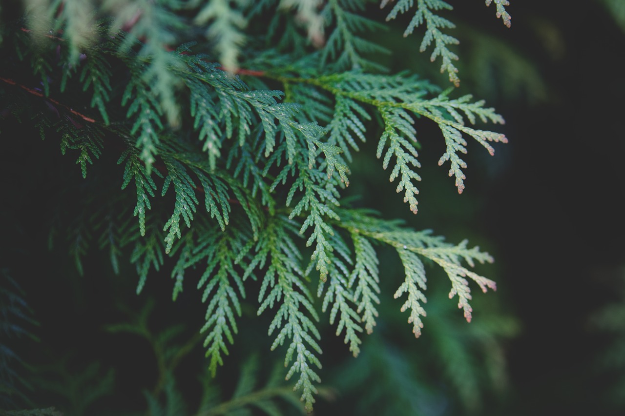 thuja plant branch free photo