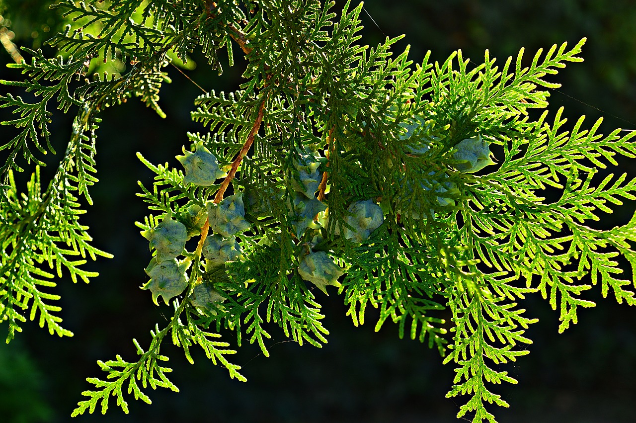 thuja evergreen branch free photo