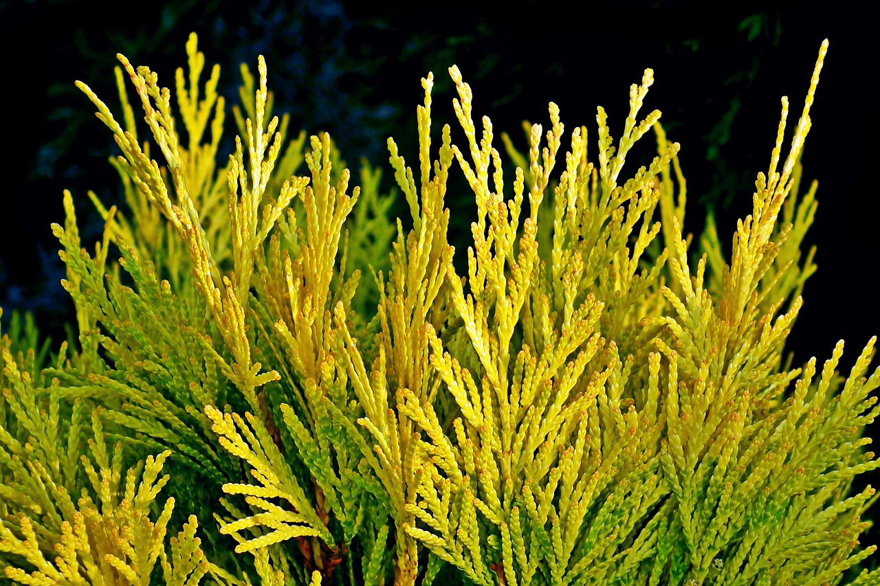 thuja  golden  bush free photo