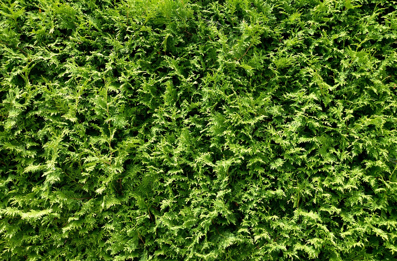 thuja hedge hedge plant free photo