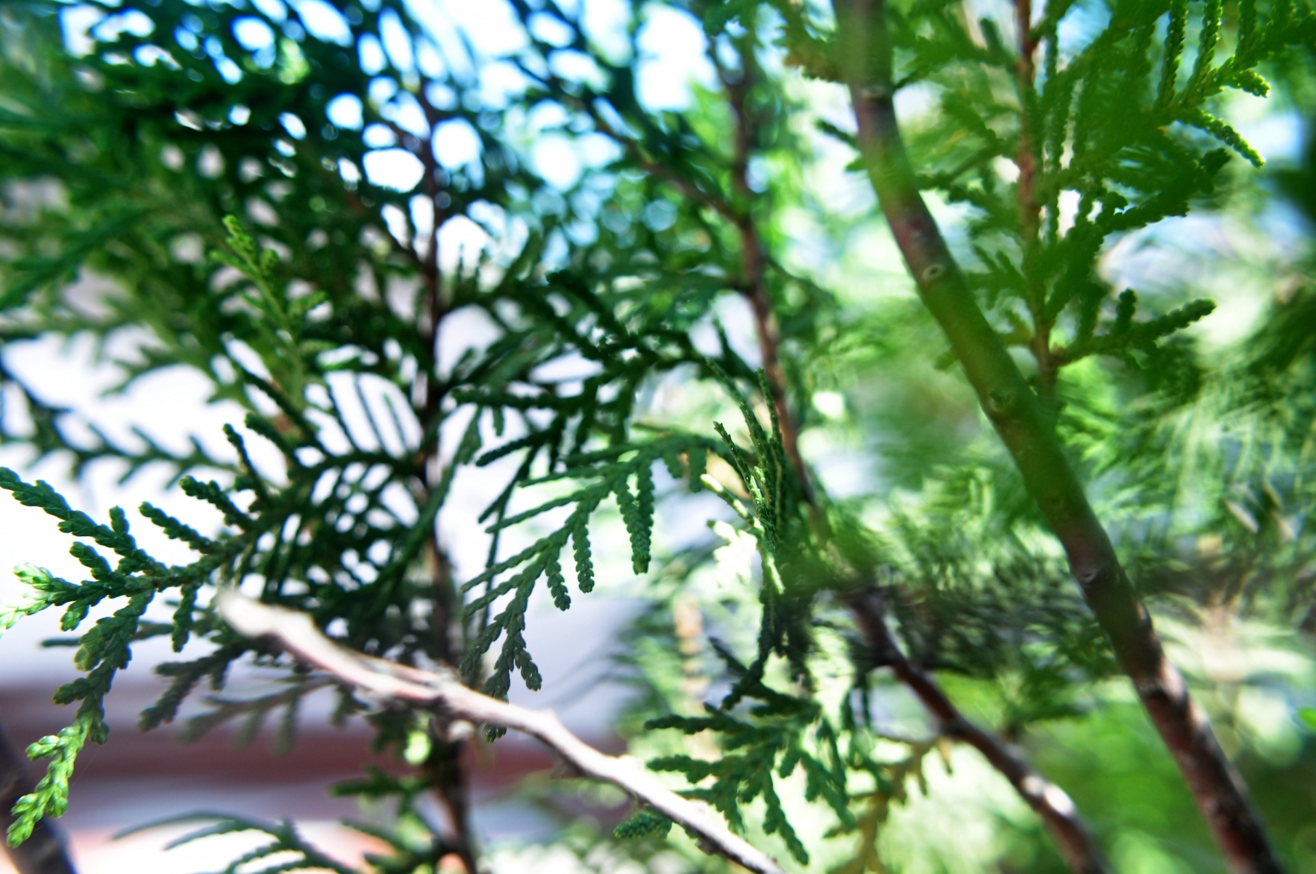 plant leaves blur free photo