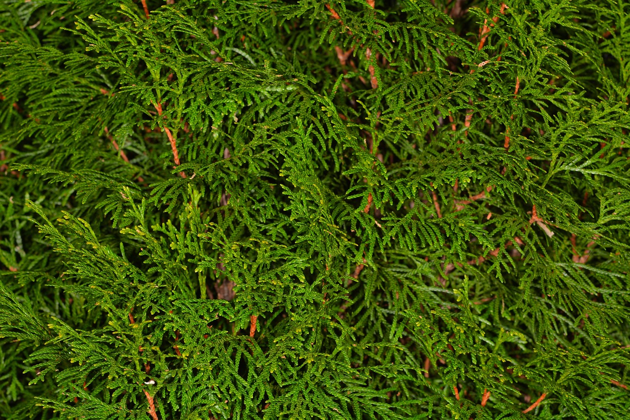 thujene cypress background free photo