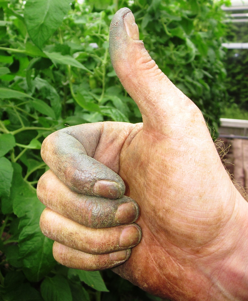 thumb gardener hand free photo